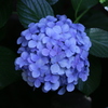 紫陽花一輪