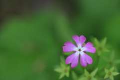 さくら草