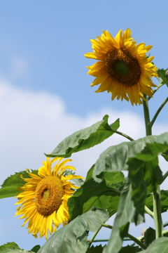 夏だね‼ 