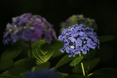 紫陽花