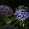 紫陽花