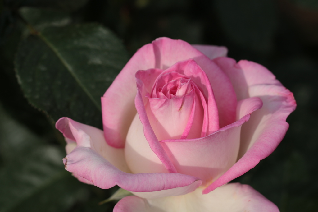 ステファニー ドゥ モナコ