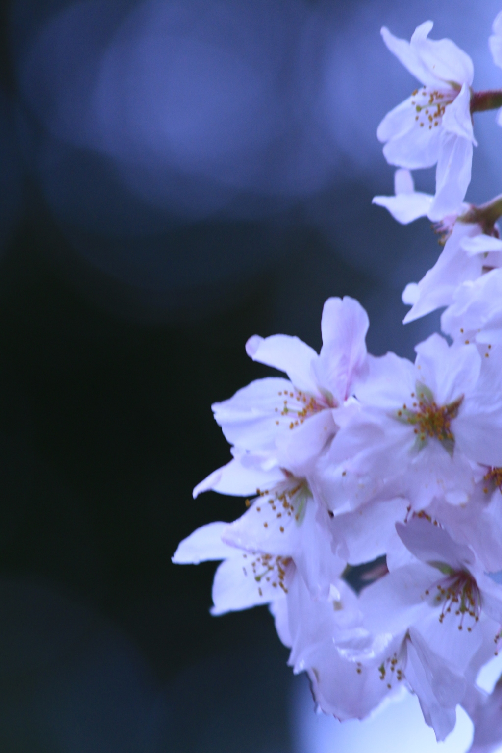 SAKURA2