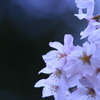 SAKURA2
