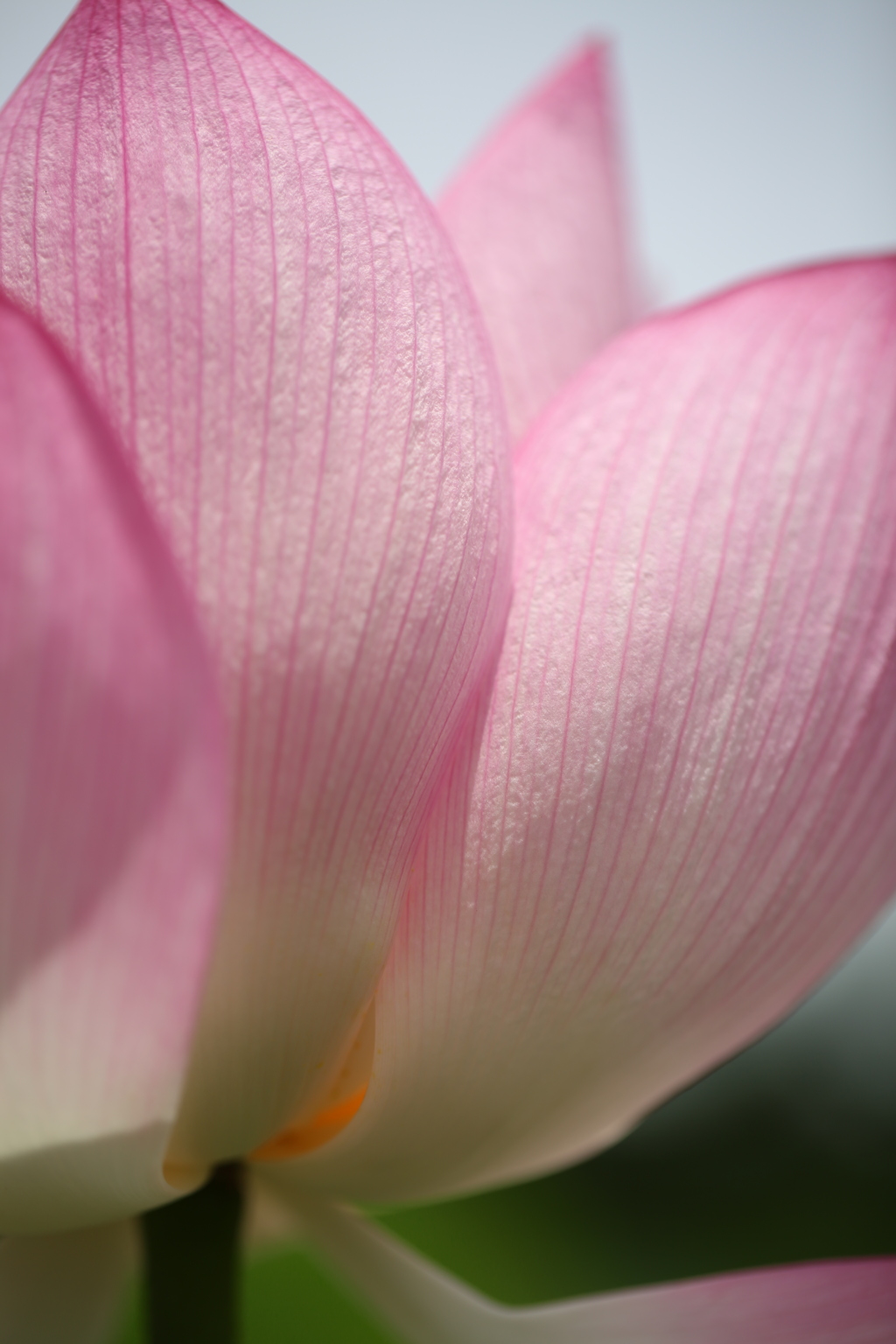 乗蓮寺 蓮の花