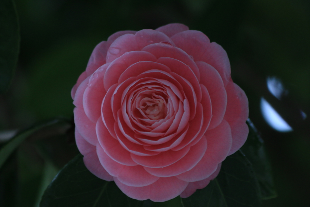 気取らない優美