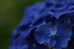 紫陽花