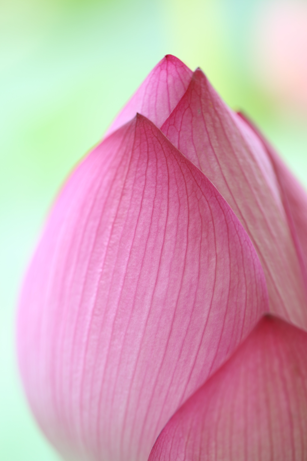 乗蓮寺 蓮の花