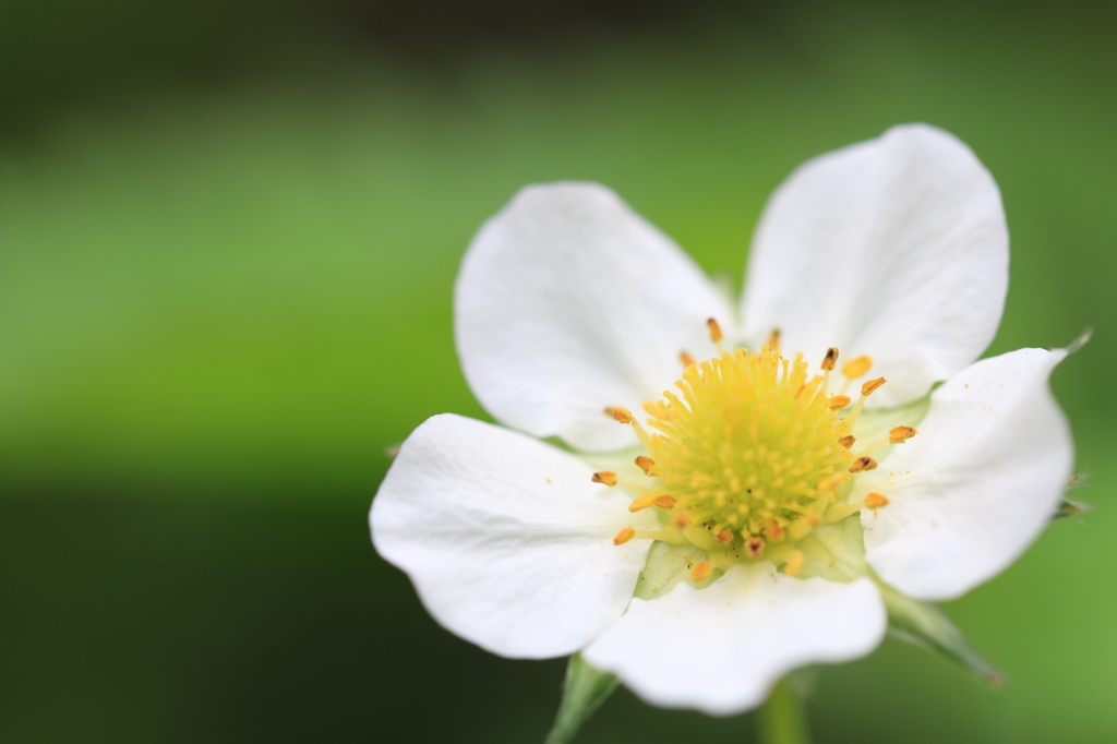 いちごの花