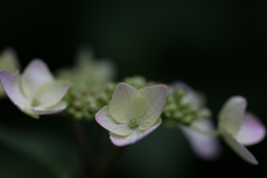 紫陽花