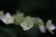 紫陽花