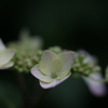 紫陽花