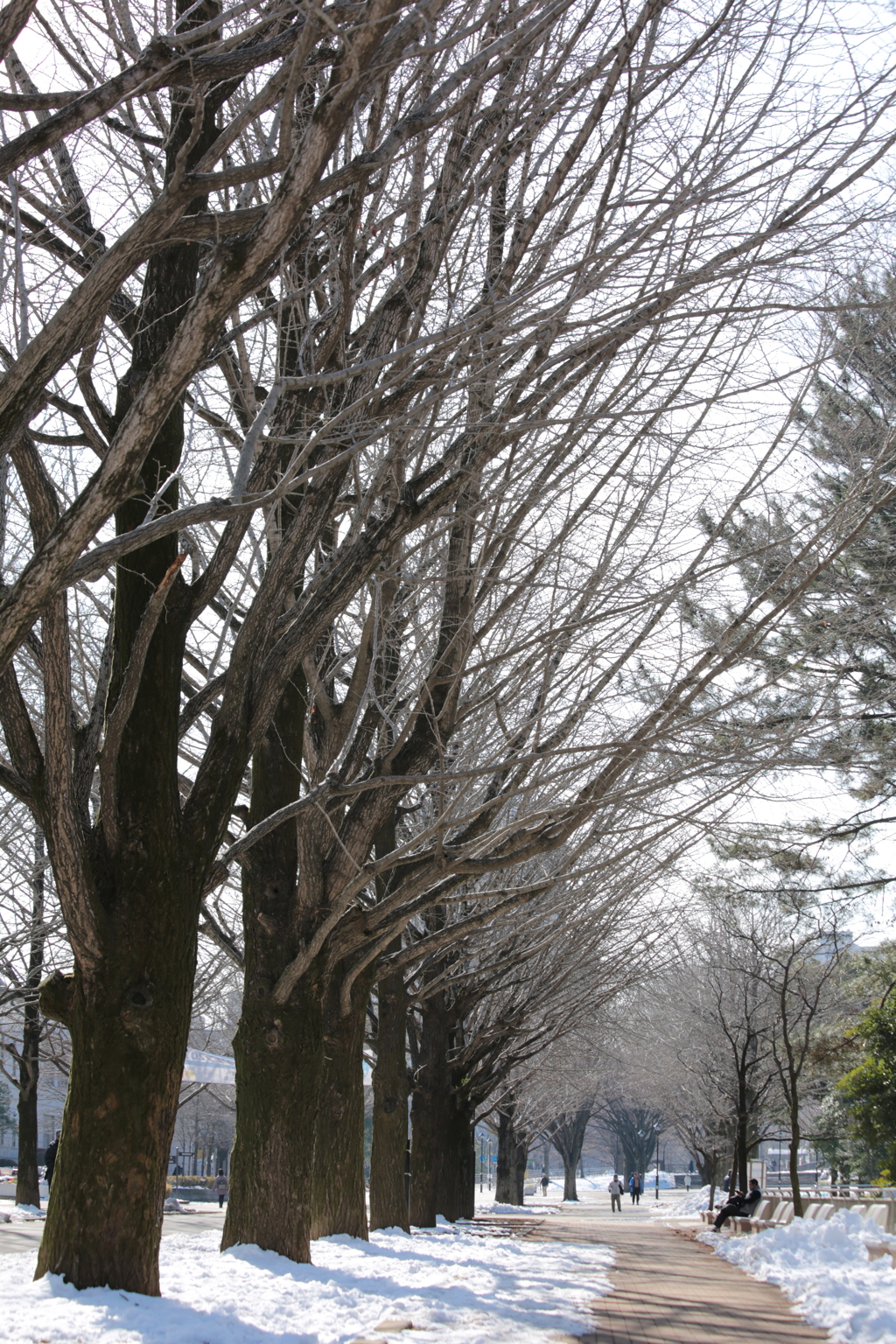 雪残るいちょう並木