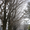 雪残るいちょう並木