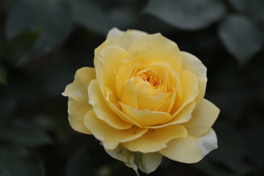 サンライト・ロマンチカ