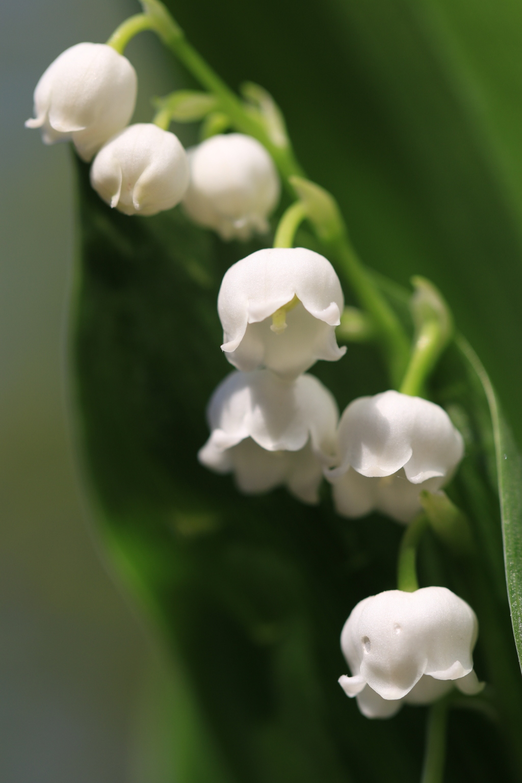 lily of the valley