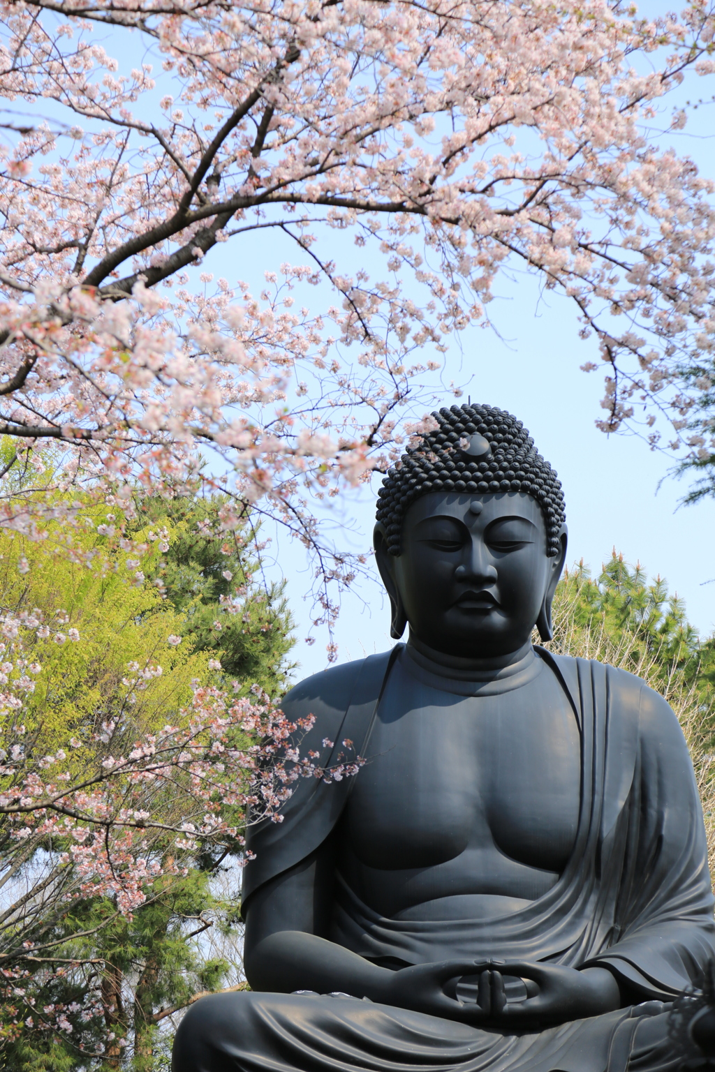 桜と大仏