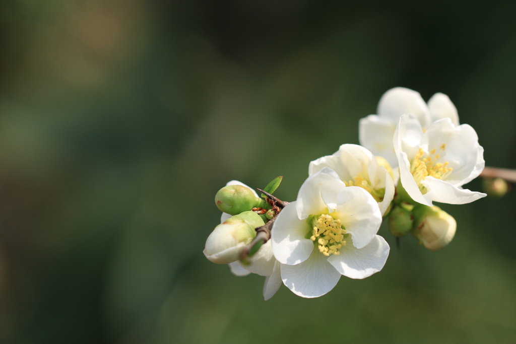 ボケの花(白)