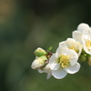 ボケの花(白)