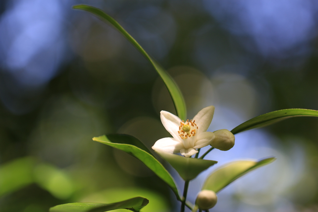 なつみかんの花