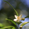 なつみかんの花