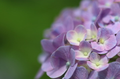 涼やかな紫陽花