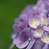 涼やかな紫陽花