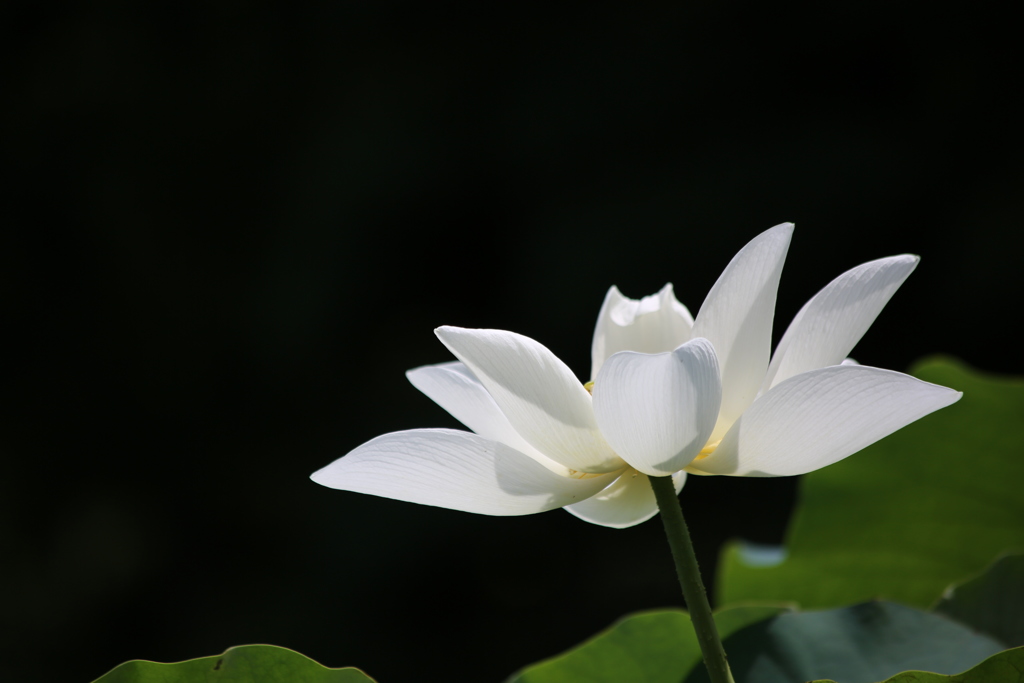 蓮の花 