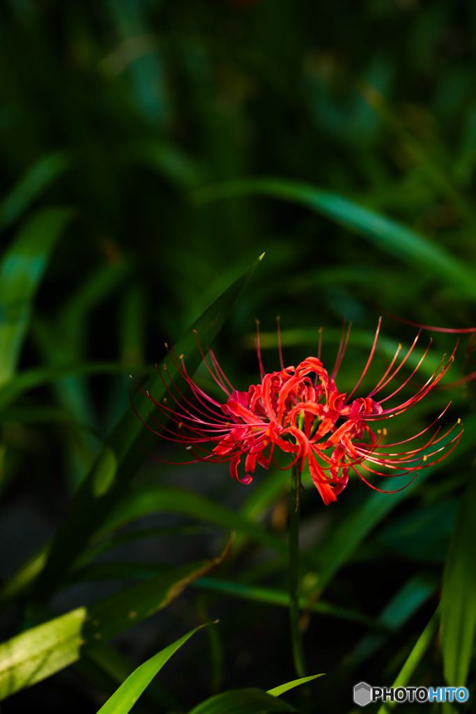 曼珠沙華