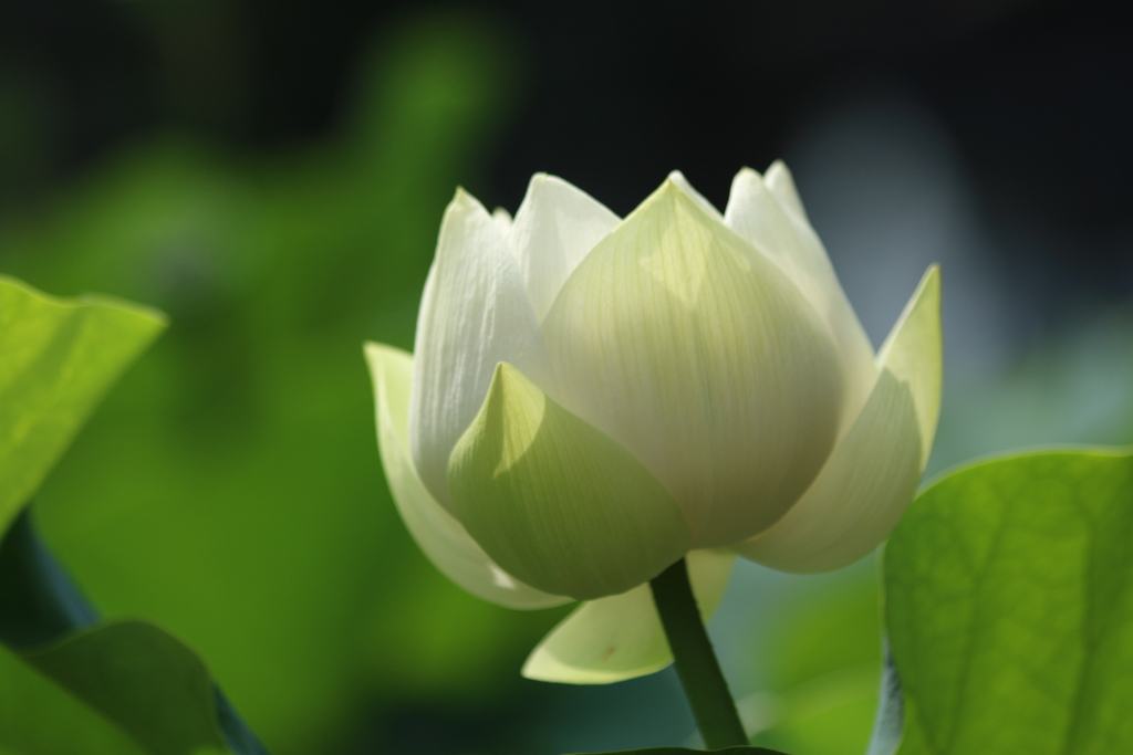 神聖な蓮花