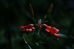 華麗な百合