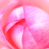 Peach Rose