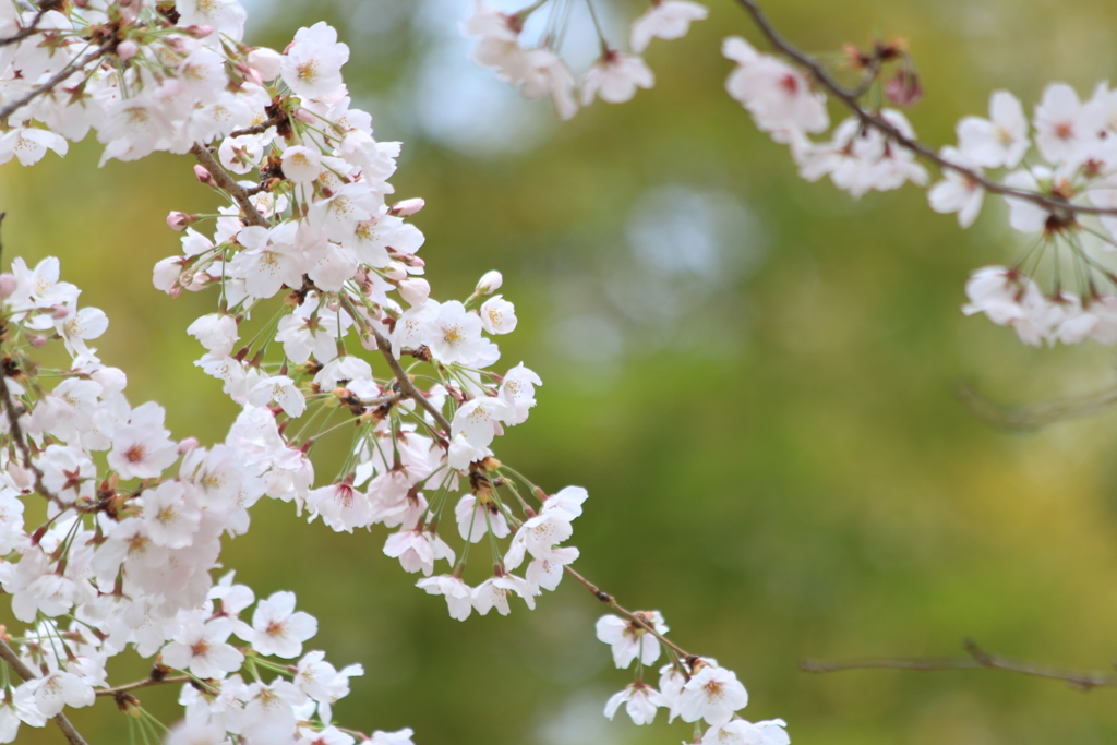 桜