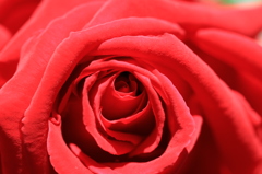 真紅の薔薇
