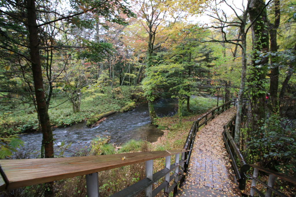 雨の湯滝 散策道