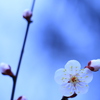 白梅