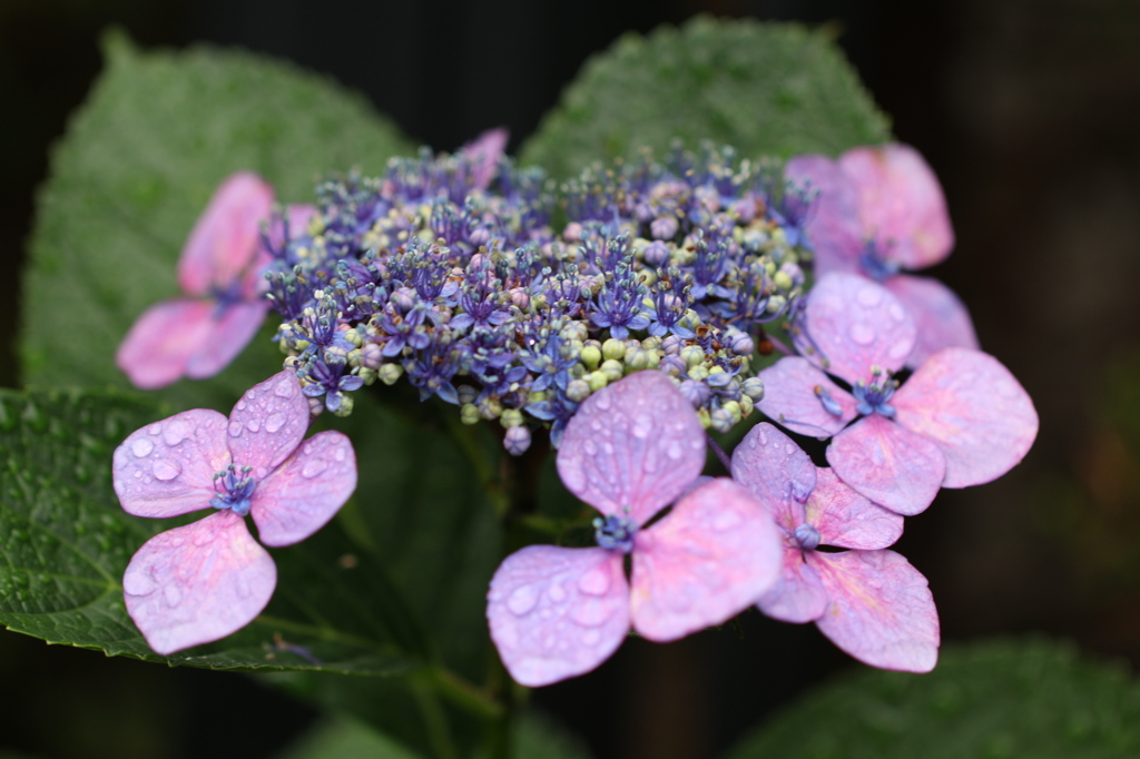 雨上がりの紫陽花
