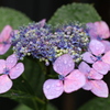雨上がりの紫陽花