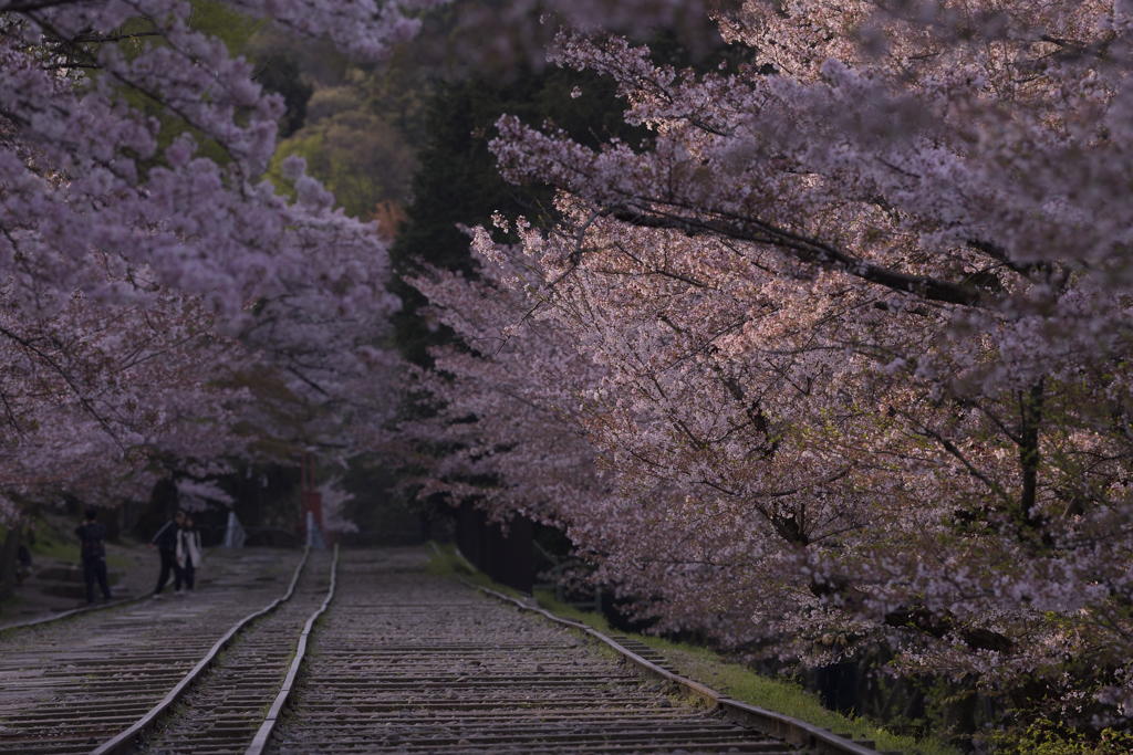 桜道