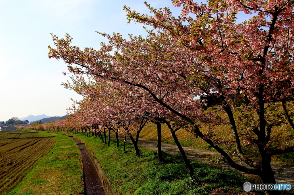河津桜満開