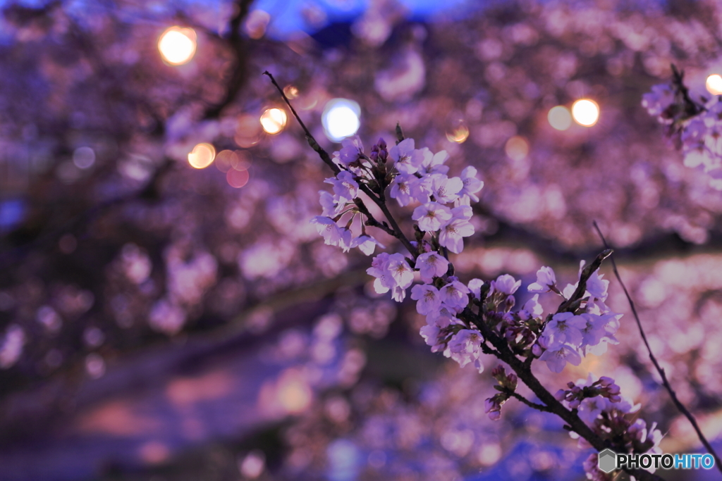 夜桜