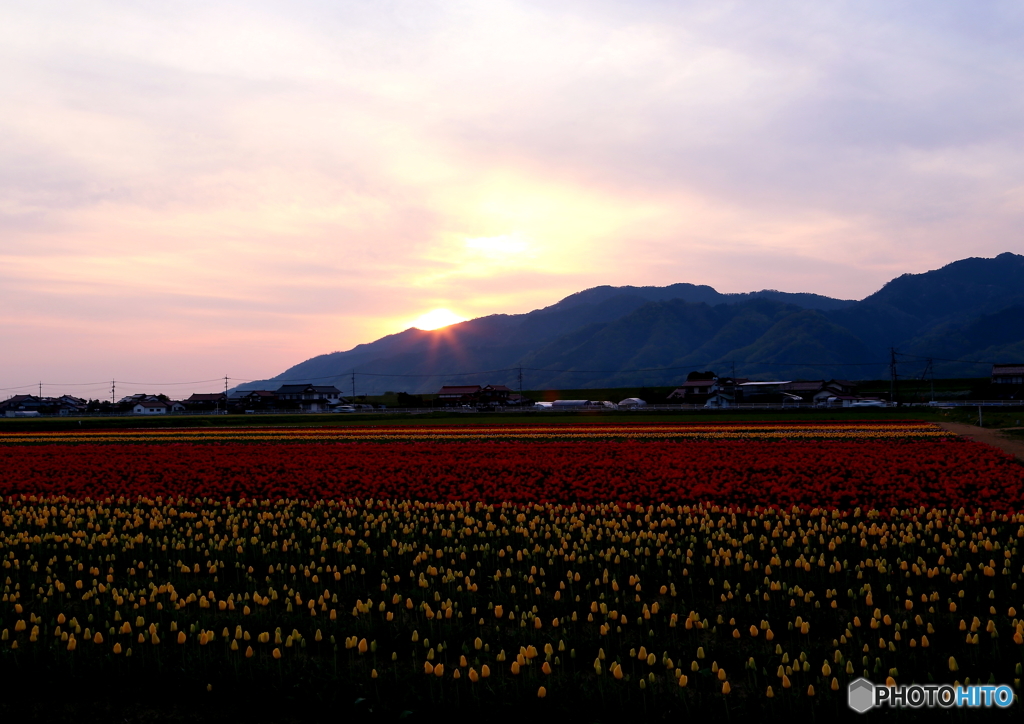 チューリップ畑の夕方