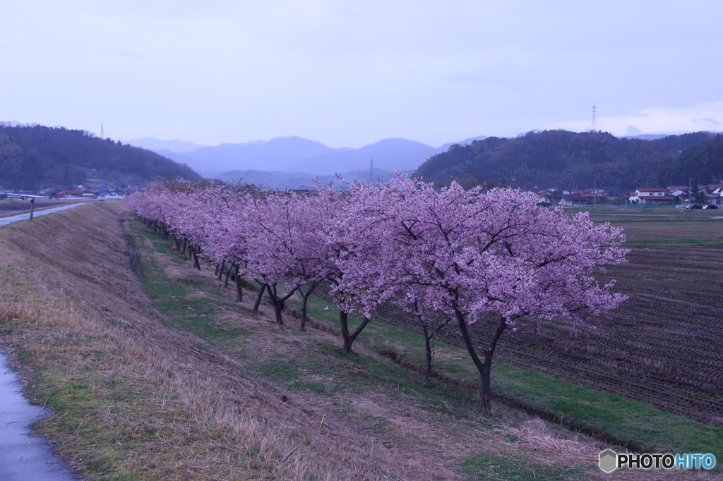 河津桜並木