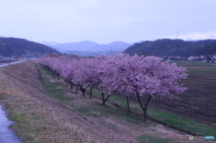 河津桜並木