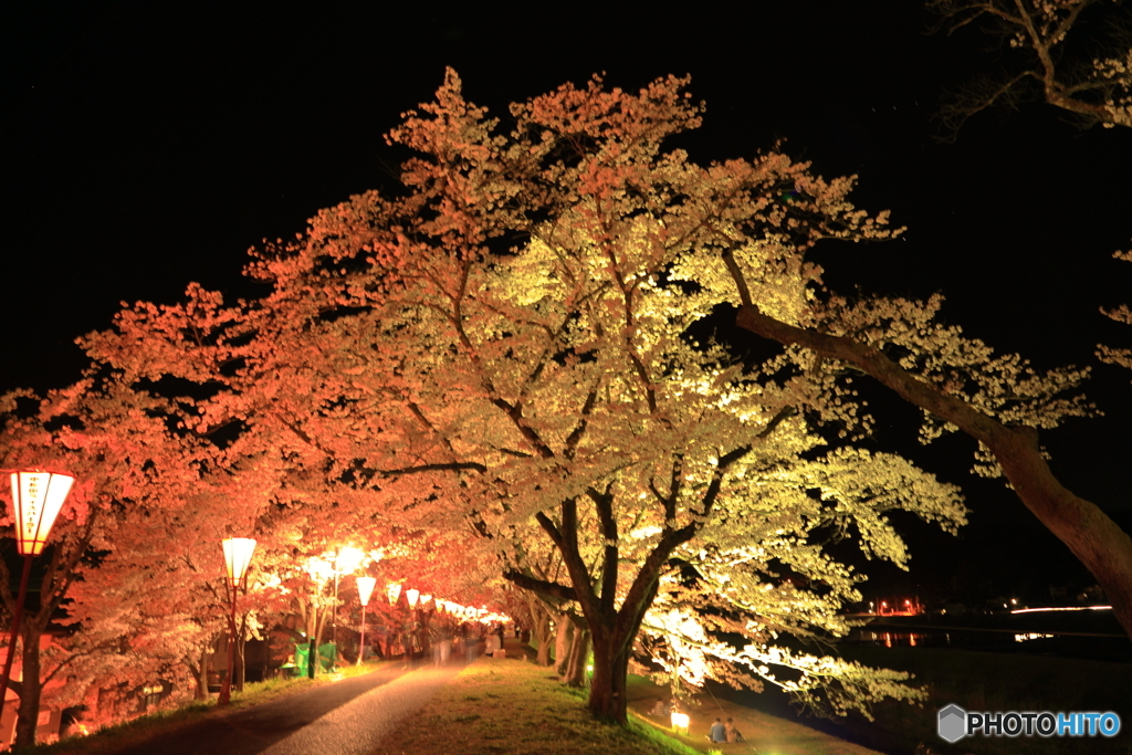 満開の桜