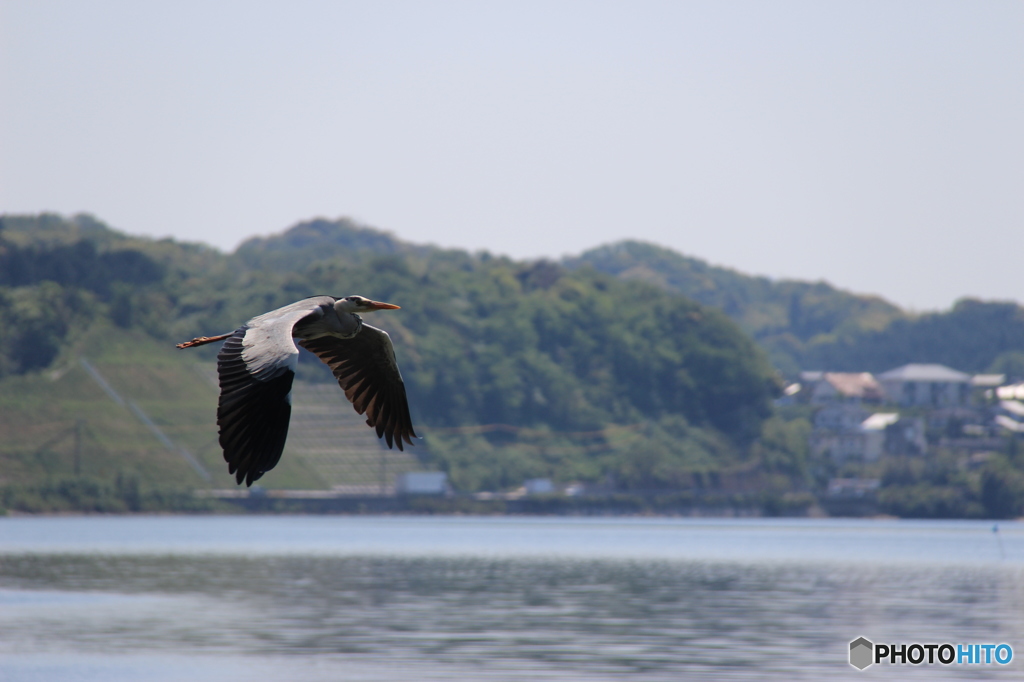 湖畔の鷺