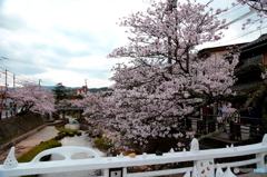 温泉街の桜並木