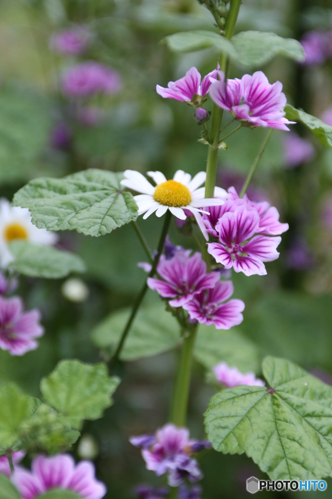 ５月の花