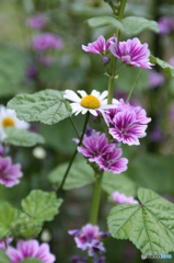 ５月の花