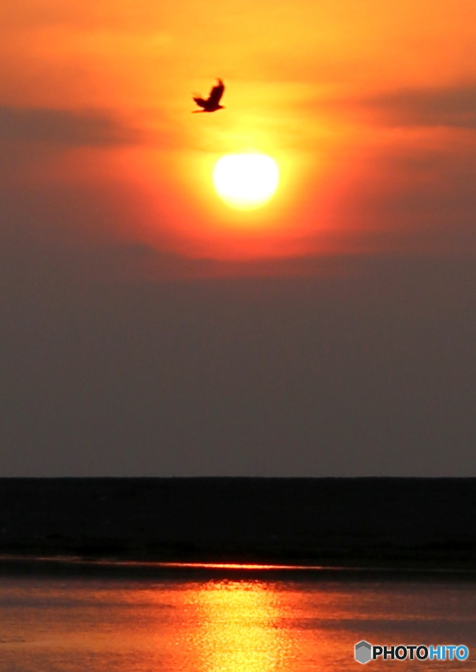 夕陽の飛翔